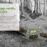 Il legno morto dà vita